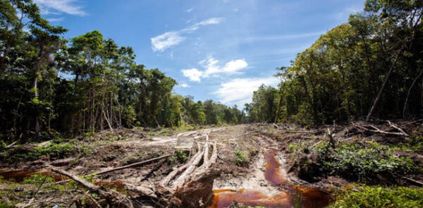 In 2023 alone, 3.7 million hectares of primary tropical forest was destroyed — the equivalent of 10 soccer fields every minute of every day.