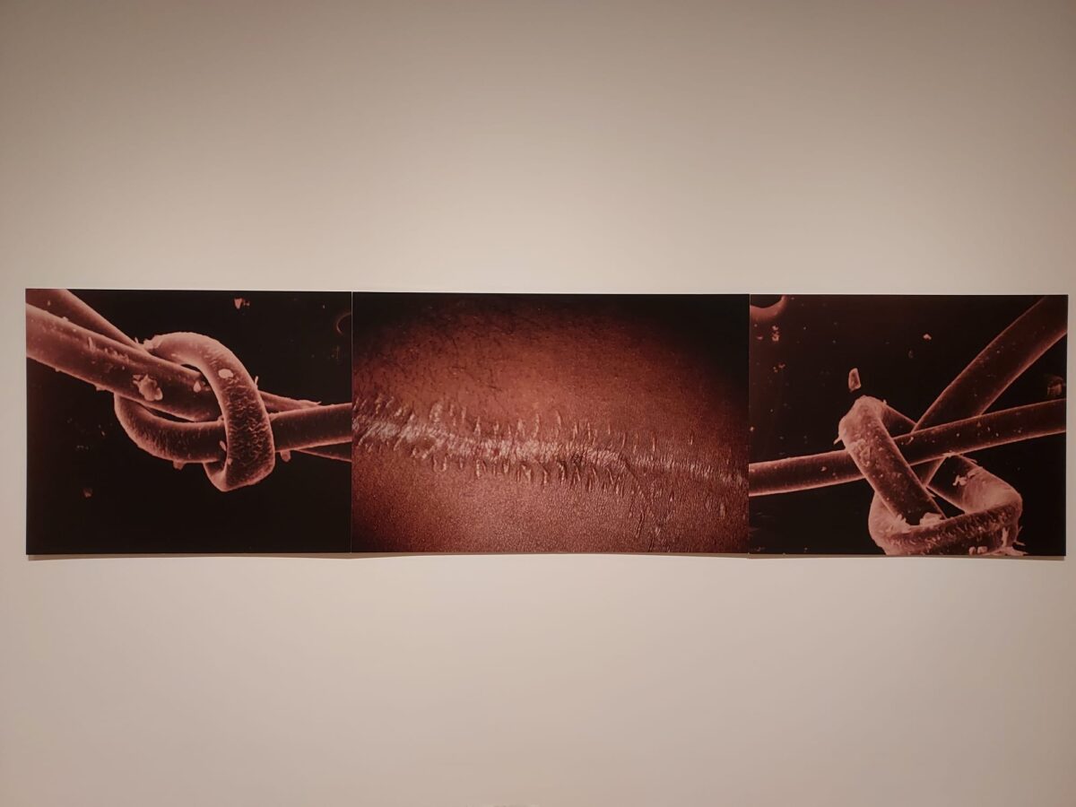 Photograph of Flesh of my Flesh created by artist Donald Rodney