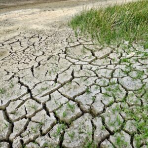 Grassland merges into desert