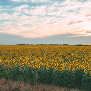 Field of sunflowers Phtoto: Niki Emmert Pixabay