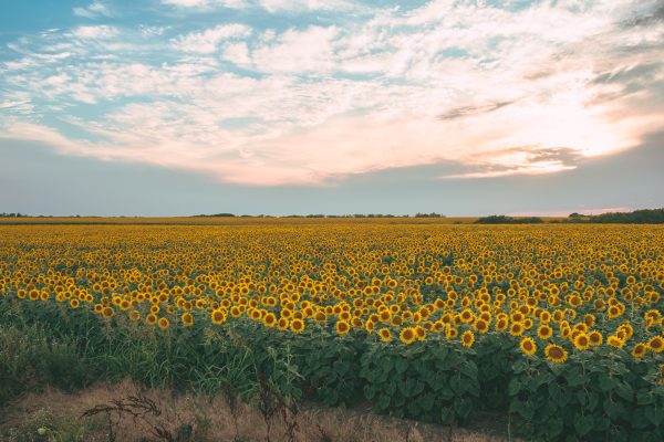 Field of sunflowers Phtoto: Niki Emmert Pixabay
